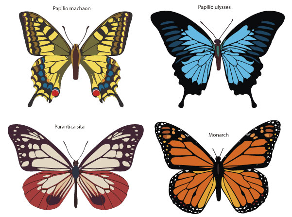 Butterfly Vector | Download Free Vector Art | Free-Vectors