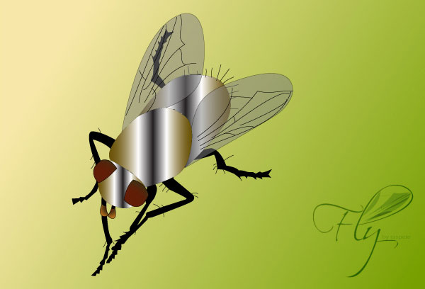 Fly Bug Insect Vector