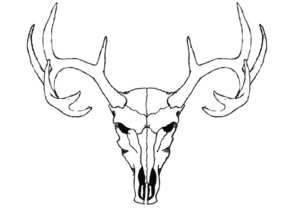 Deer Skull Free Vector Image