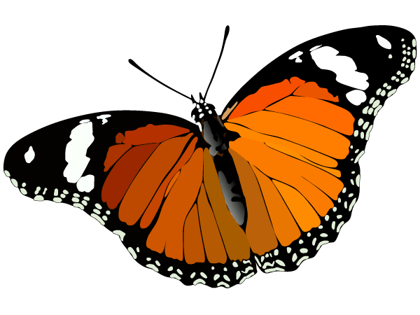 Vector Butterfly Image