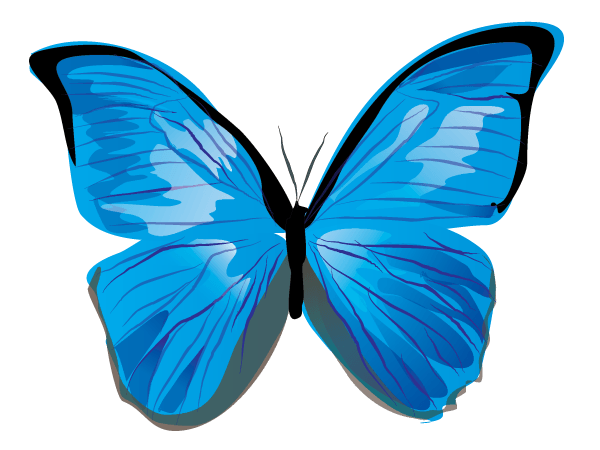 Vector Butterfly Illustrator