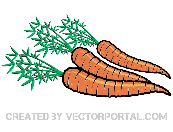 Carrot Vector Image