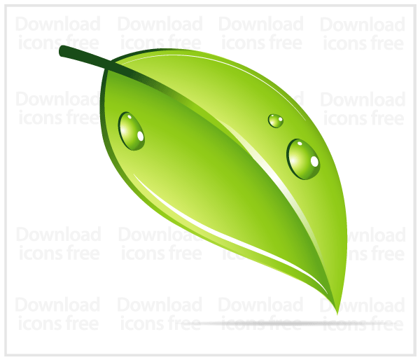 Green Leaf with Water Drops Vector Image