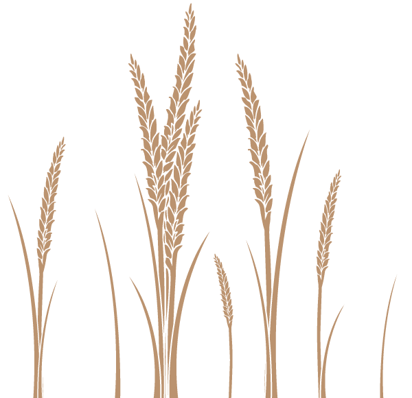 Ear of Wheat Vector