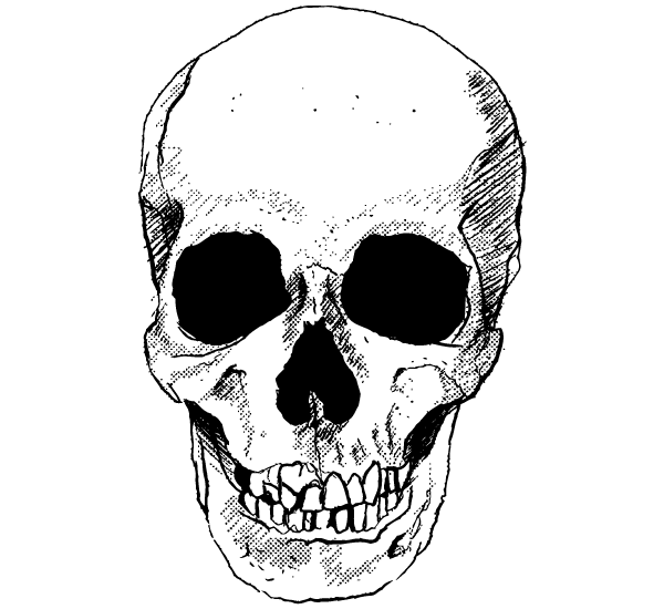Vector Skull Image